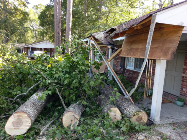 Trees cut