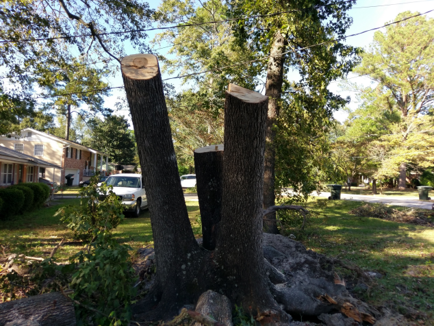 Trees cut